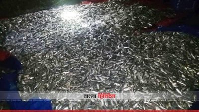 উদ্ধার করা জাটকা