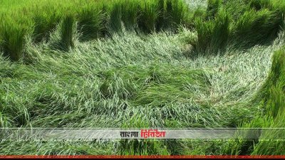 সুনামগঞ্জ হাওরে শিলাবৃষ্টিতে ক্ষতিগ্রস্ত ধানক্ষেত