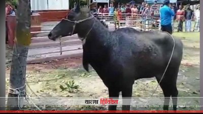 নওগাঁয় উদ্ধার করা নীলগাই