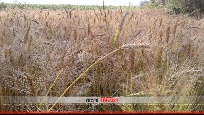 কুষ্টিয়ার গম ক্ষেত