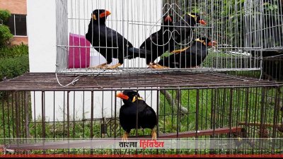উদ্ধার হওয়া ময়না