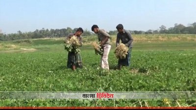 বান্দরবানে সাঙ্গু নদীর চরে বাদাম চাষ বাড়ছে