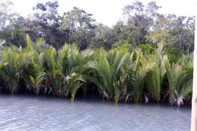 সুন্দরবনে দাহ্য পদার্থ বহনে নিষেধাজ্ঞা