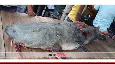 কুড়িগ্রামে জেলের জালে ধরা পড়া প্রায় ৪২ কেজি ওজনের বাঘা আই্ড় মাছ
