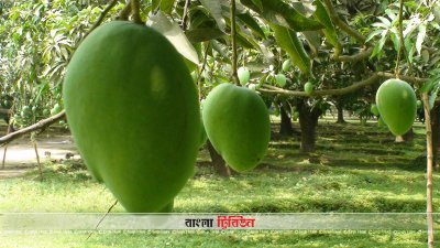 আম বাগানে পুলিশ মোতায়েনের নির্দেশ, চাষি ও ব্যবসায়ীদের মিশ্র প্রতিক্রিয়া