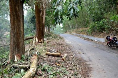 কেটে ফেলা গাছ 