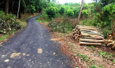 কেটে ফেলা গাছ 