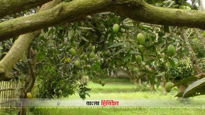 আম বাগানে পুলিশ মোতায়েনের নির্দেশ, চাষি ও ব্যবসায়ীদের মিশ্র প্রতিক্রিয়া