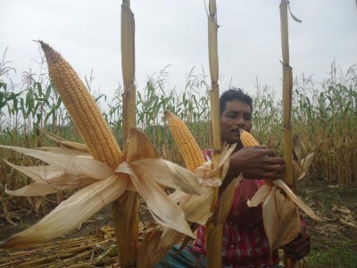 মাগুরায় ভুট্টা চাষ