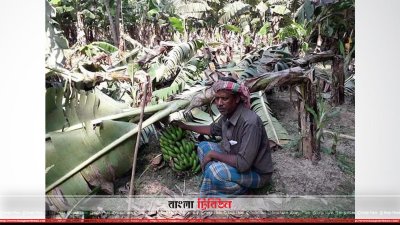 কেটে দেওয়া কলাগাছ পড়ে আছে
