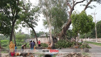 আন্দোলনের মুখে রাজশাহীতে গাছ কাটা বন্ধ