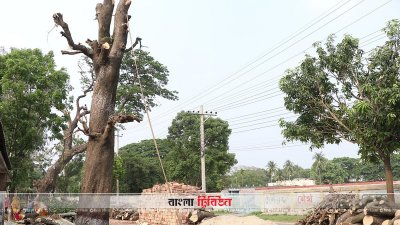 আন্দোলনের মুখে রাজশাহীতে গাছ কাটা বন্ধ