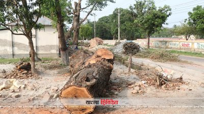 আন্দোলনের মুখে রাজশাহীতে গাছ কাটা বন্ধ