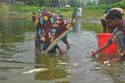 মাছ মরে ভেসে উঠেছে