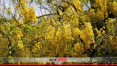 সোনালু