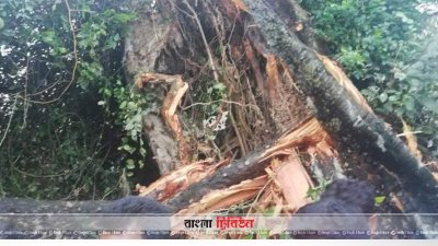 কাজিপুরে এই গাছ ভেঙে চাপা পড়ে দু&lsquo;জনের মৃত্যু হয় 