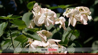 মুসান্ডা