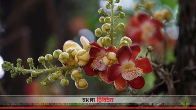 নাগলিঙ্গম