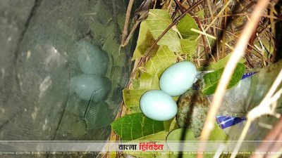 ডিম পেড়েছে শালিক পাখি