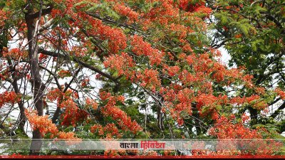 রাধাচূড়া