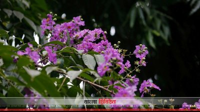 জারুল