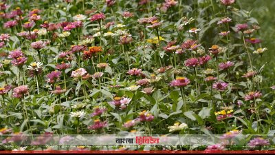 ফুলে ফুলে গ্রীষ্ম...