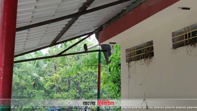 বারান্দায় শালিক পাখি