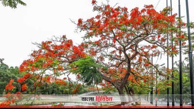 কৃষ্ণচূড়া