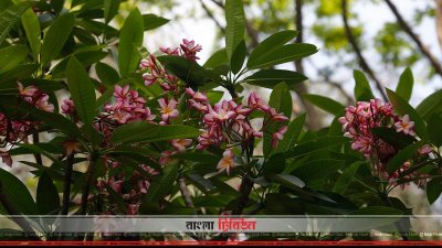 কাঠগোলাপ