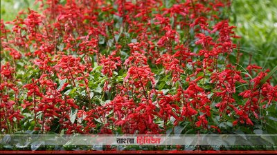 সিলভিয়া