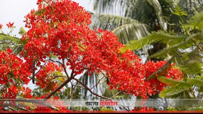 কৃষ্ণচূড়া