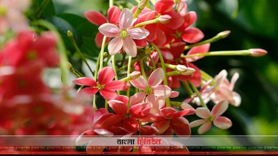 মাধবীলতা