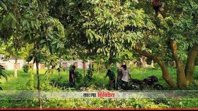 গাছ থেকে লিচু পাড়া হচ্ছে (ছবি&ndash; প্রতিনিধি)