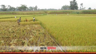 তিস্তা প্রকল্পের সেচে নীলফামারীতে বোরোর বাম্পার ফলন