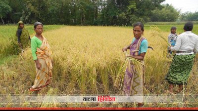 তিস্তা প্রকল্পের সেচে নীলফামারীতে বোরোর বাম্পার ফলন
