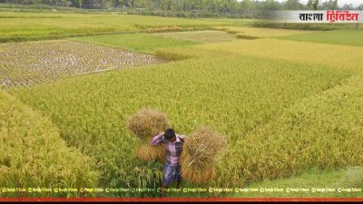 তিস্তা প্রকল্পের সেচে তিন জেলায় বোরোর বাম্পার ফলন