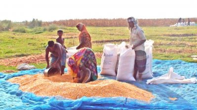 ভুট্টা ওঠাচ্ছেন চাষিরা