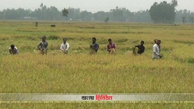 বোরো ধানের বাম্পার ফলন, দাম কম হওয়ায় বিপাকে কৃষক