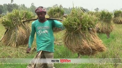 বোরো ধানের বাম্পার ফলন, দাম কম হওয়ায় বিপাকে কৃষক