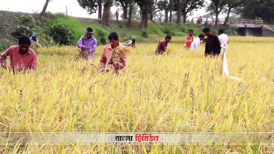 বাজারে দাম না থাকায় বোরো ধান নিয়ে বিপাকে কৃষক