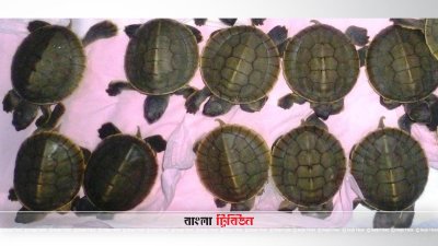 করমজলে ১০টি বিরল প্রজাতির কচ্ছপের জন্ম
