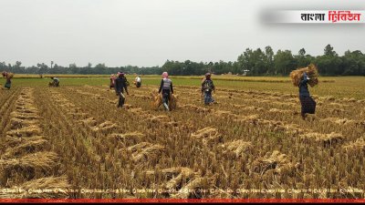 ধানক্ষেত