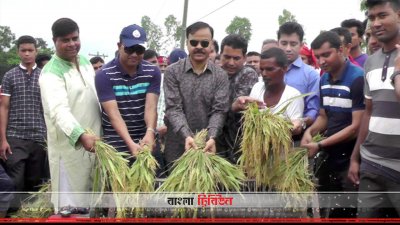 ধান কেটে দিলেন রংপুর মহানগর পুলিশের সদস্যরা