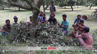 দিনাজপুরের বাজারে অপরিপক্ব লিচু, স্বাস্থ্য ঝুঁকির আশঙ্কা
