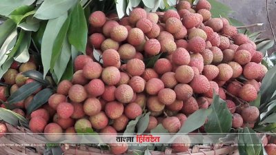 দিনাজপুরের বাজারে অপরিপক্ব লিচু