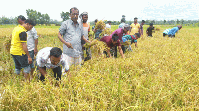 বর্গাচাষির ধান কেটে দেওয়া হয়েছে 