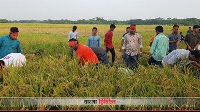 লক্ষ্মীপুরে কৃষকদের জমির ধান কেটে দিচ্ছেন ছাত্রলীগ নেতাকর্মীরা  