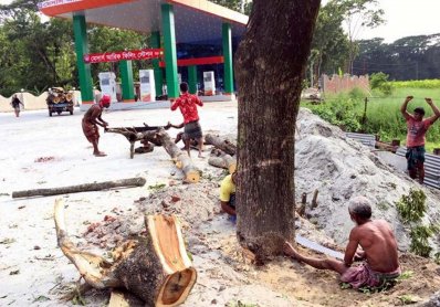 কেটে ফেলা হচ্ছে সরকারি গাছ