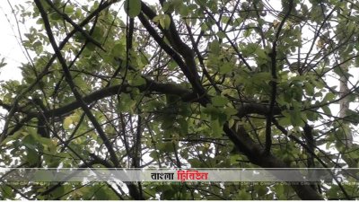 দিনাজপুরে অদ্ভুত ‘বৃষ্টিগাছ’!