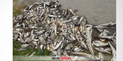 বিষের প্রভাবে মারা যাওয়া মাছ